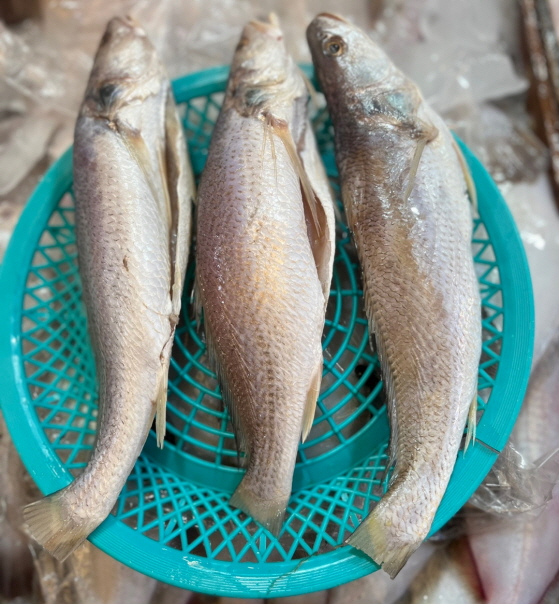 민어조기