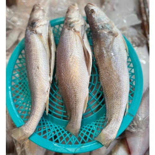 민어조기