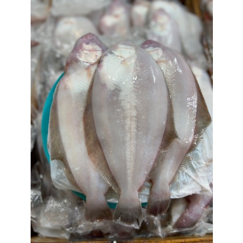 참가자미(생)
