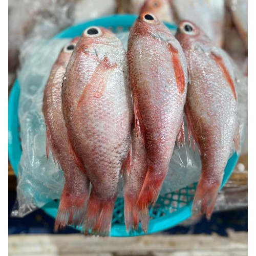 눈볼대(생)