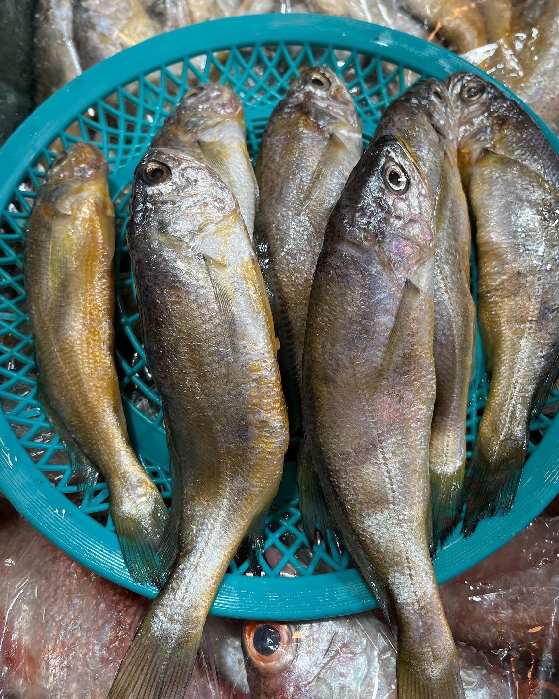참조기(생)